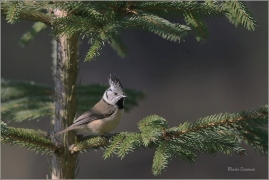 <p>SÝKORA PARUKÁŘKA - Šluknovsko - okolí Jiříkova (Lophophanes cristatus) ---- /Crested tit - Haubenmeise/</p>